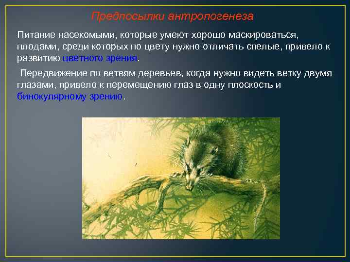 Предпосылки антропогенеза Питание насекомыми, которые умеют хорошо маскироваться, плодами, среди которых по цвету нужно