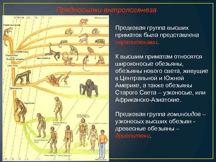 Предпосылки антропогенеза Предковая группа высших приматов была представлена парапитеками. К высшим приматам относятся широконосые