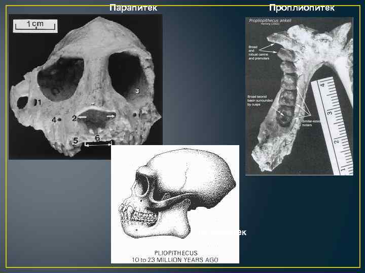 Парапитек Проплиопитек Плиопитек 