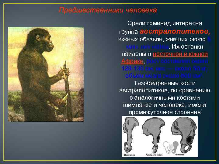 Предшественники человека Среди гоминид интересна группа австралопитеков, южных обезьян, живших около 5 млн. лет