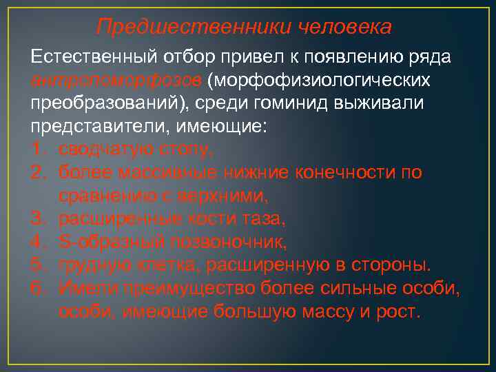 Предшественники человека Естественный отбор привел к появлению ряда антропоморфозов (морфофизиологических преобразований), среди гоминид выживали