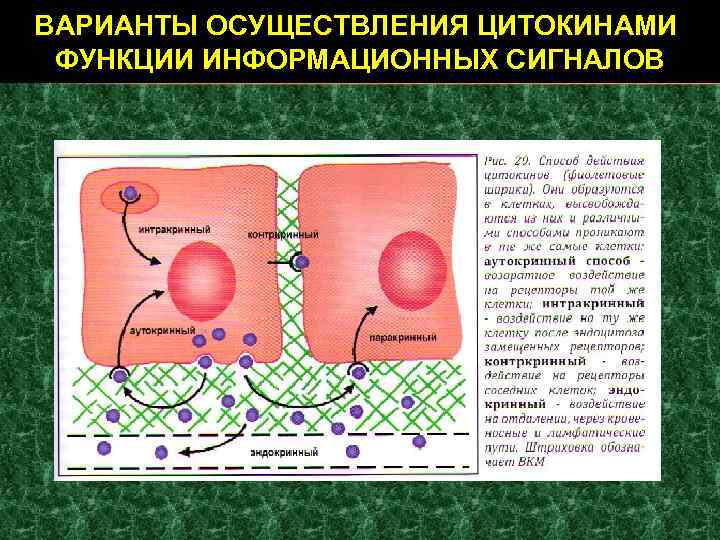 ВАРИАНТЫ ОСУЩЕСТВЛЕНИЯ ЦИТОКИНАМИ ФУНКЦИИ ИНФОРМАЦИОННЫХ СИГНАЛОВ 