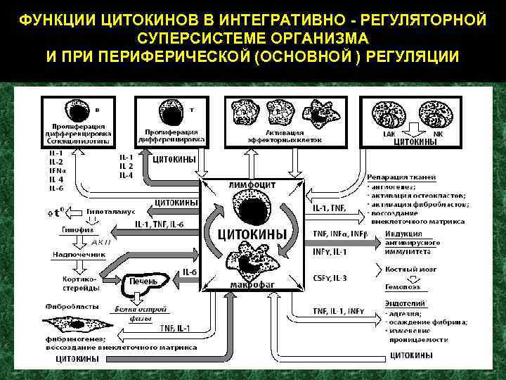 ФУНКЦИИ ЦИТОКИНОВ В ИНТЕГРАТИВНО - РЕГУЛЯТОРНОЙ СУПЕРСИСТЕМЕ ОРГАНИЗМА И ПРИ ПЕРИФЕРИЧЕСКОЙ (ОСНОВНОЙ ) РЕГУЛЯЦИИ