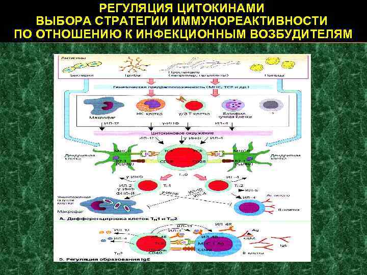 РЕГУЛЯЦИЯ ЦИТОКИНАМИ ВЫБОРА СТРАТЕГИИ ИММУНОРЕАКТИВНОСТИ ПО ОТНОШЕНИЮ К ИНФЕКЦИОННЫМ ВОЗБУДИТЕЛЯМ 