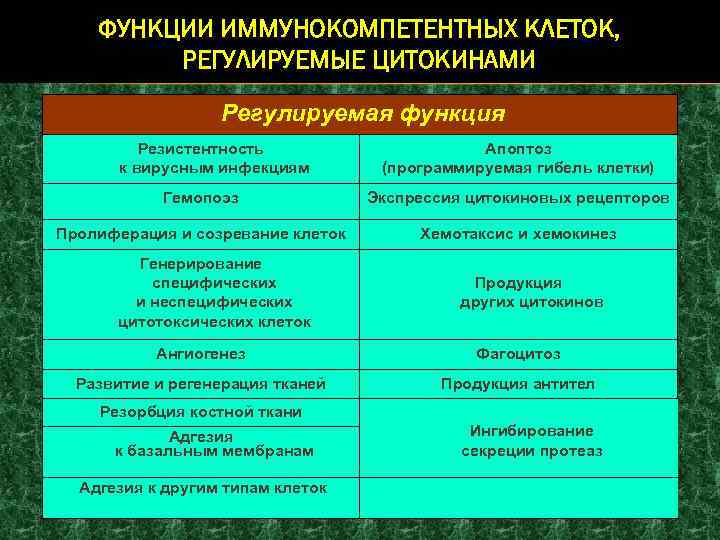 ФУНКЦИИ ИММУНОКОМПЕТЕНТНЫХ КЛЕТОК, РЕГУЛИРУЕМЫЕ ЦИТОКИНАМИ Регулируемая функция Резистентность к вирусным инфекциям Апоптоз (программируемая гибель