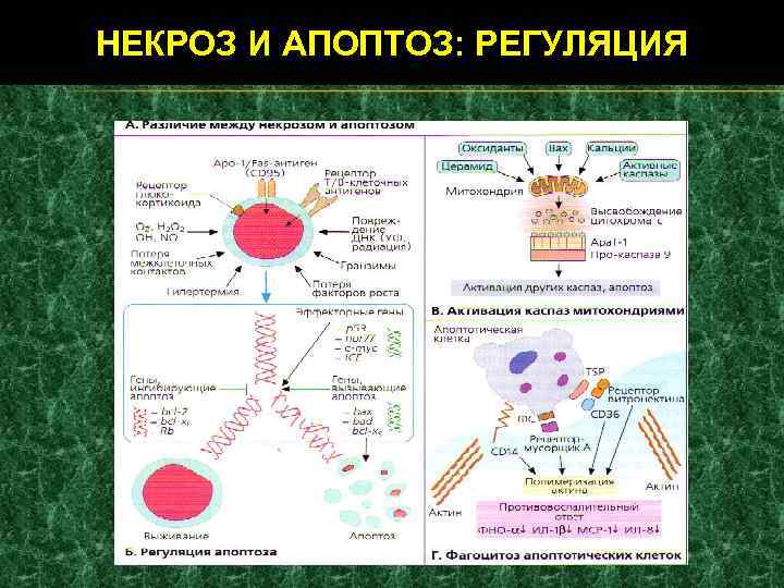 НЕКРОЗ И АПОПТОЗ: РЕГУЛЯЦИЯ 