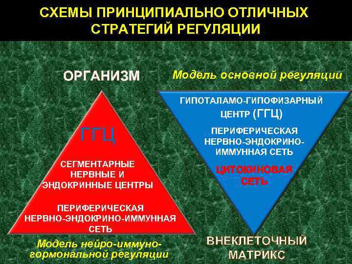 СХЕМЫ ПРИНЦИПИАЛЬНО ОТЛИЧНЫХ СТРАТЕГИЙ РЕГУЛЯЦИИ ОРГАНИЗМ Модель основной регуляции ГИПОТАЛАМО-ГИПОФИЗАРНЫЙ ЦЕНТР (ГГЦ) ГГЦ СЕГМЕНТАРНЫЕ
