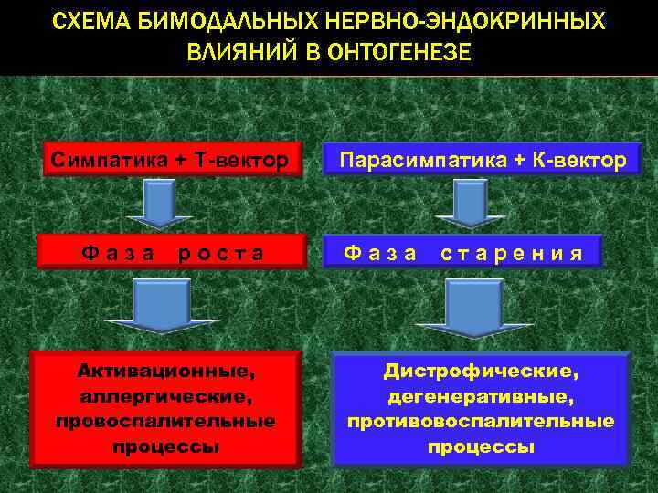 СХЕМА БИМОДАЛЬНЫХ НЕРВНО-ЭНДОКРИННЫХ ВЛИЯНИЙ В ОНТОГЕНЕЗЕ Симпатика + Т-вектор Фаза роста Активационные, аллергические, провоспалительные