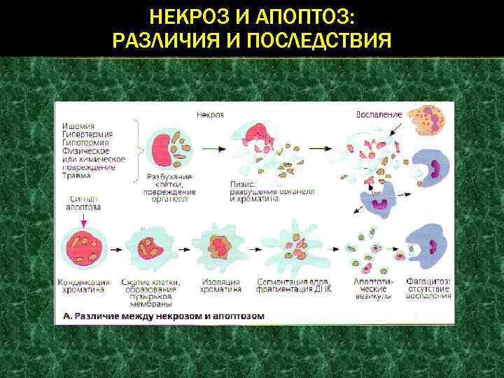 Автолиз клетки. Апоптоз и некроз. Апоптоз клетки. Различия апоптоза и некроза.