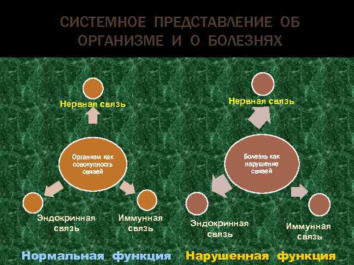 СИСТЕМНОЕ ПРЕДСТАВЛЕНИЕ ОБ ОРГАНИЗМЕ И О БОЛЕЗНЯХ Нервная связь Организм как совокупность связей Болезнь