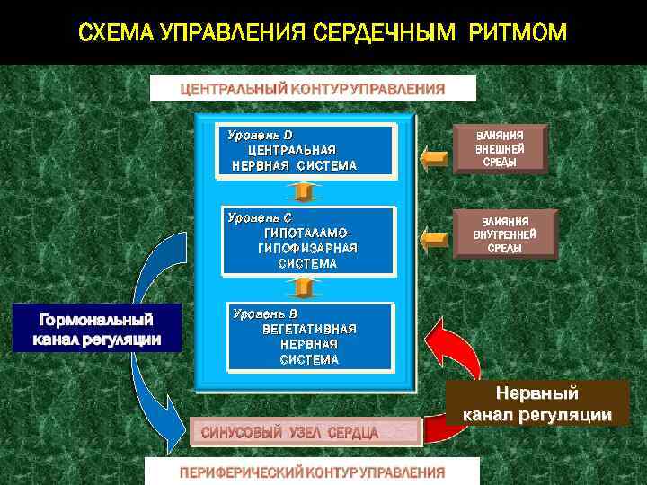 СХЕМА УПРАВЛЕНИЯ СЕРДЕЧНЫМ РИТМОМ Уровень D ЦЕНТРАЛЬНАЯ НЕРВНАЯ СИСТЕМА ВЛИЯНИЯ ВНЕШНЕЙ СРЕДЫ Уровень С