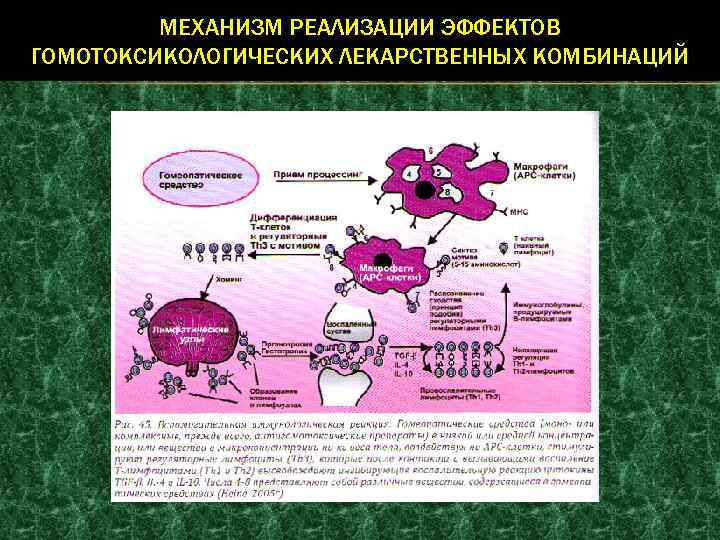 МЕХАНИЗМ РЕАЛИЗАЦИИ ЭФФЕКТОВ ГОМОТОКСИКОЛОГИЧЕСКИХ ЛЕКАРСТВЕННЫХ КОМБИНАЦИЙ 