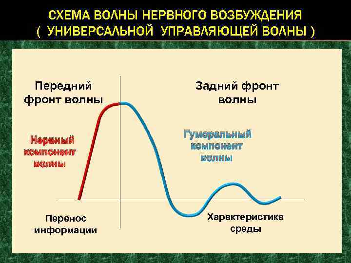 Возбужденная волна. Передний фронт волны. Передний и задний фронт волны. Компоненты волны возбуждения. Фазы и компоненты волны возбуждения.