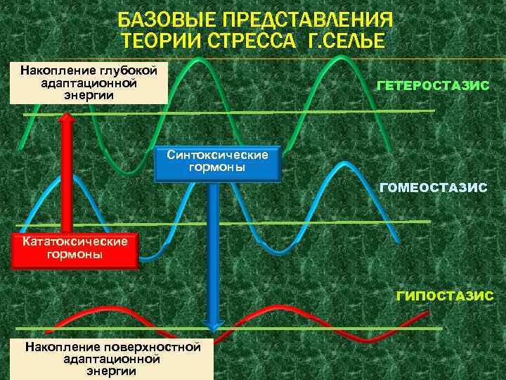 БАЗОВЫЕ ПРЕДСТАВЛЕНИЯ ТЕОРИИ СТРЕССА Г. СЕЛЬЕ Накопление глубокой адаптационной энергии ГЕТЕРОСТАЗИС Синтоксические гормоны ГОМЕОСТАЗИС