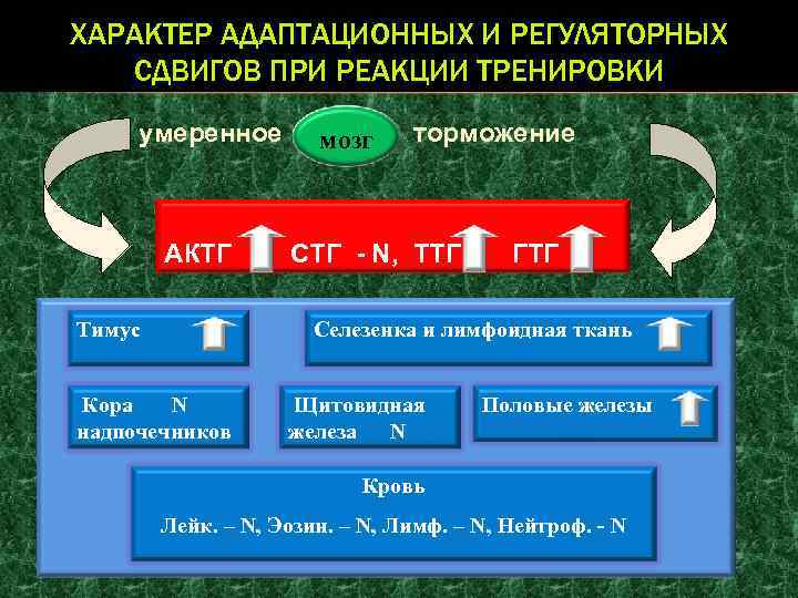 ХАРАКТЕР АДАПТАЦИОННЫХ И РЕГУЛЯТОРНЫХ СДВИГОВ ПРИ РЕАКЦИИ ТРЕНИРОВКИ умеренное АКТГ Тимус мозг торможение СТГ