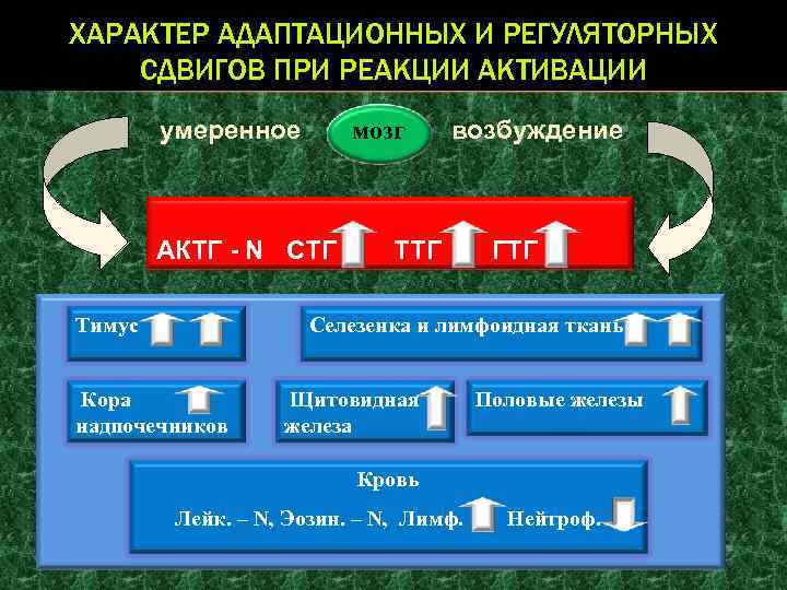 ХАРАКТЕР АДАПТАЦИОННЫХ И РЕГУЛЯТОРНЫХ СДВИГОВ ПРИ РЕАКЦИИ АКТИВАЦИИ умеренное мозг АКТГ - N СТГ