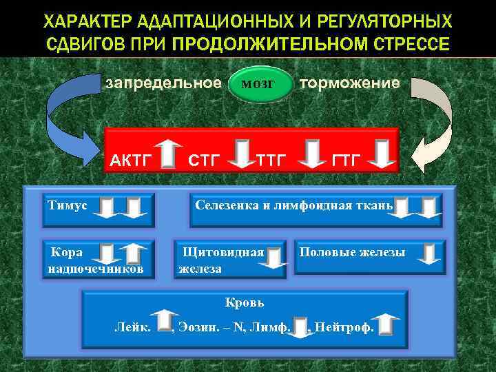 ХАРАКТЕР АДАПТАЦИОННЫХ И РЕГУЛЯТОРНЫХ СДВИГОВ ПРИ ПРОДОЛЖИТЕЛЬНОМ СТРЕССЕ запредельное АКТГ Тимус СТГ мозг ТТГ