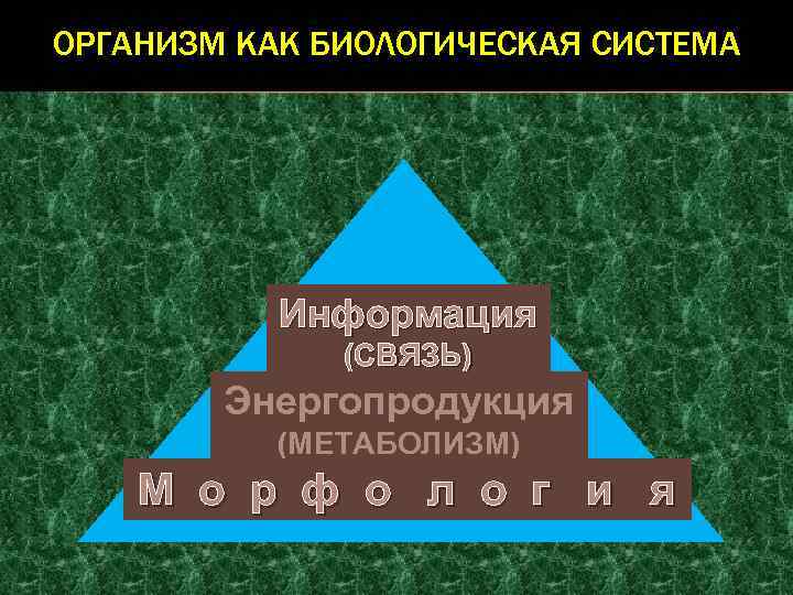 ОРГАНИЗМ КАК БИОЛОГИЧЕСКАЯ СИСТЕМА Информация (СВЯЗЬ) Энергопродукция (МЕТАБОЛИЗМ) М о р ф о л
