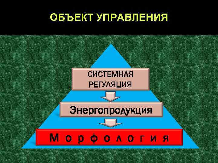 ОБЪЕКТ УПРАВЛЕНИЯ СИСТЕМНАЯ РЕГУЛЯЦИЯ Энергопродукция М о р ф о л о г и