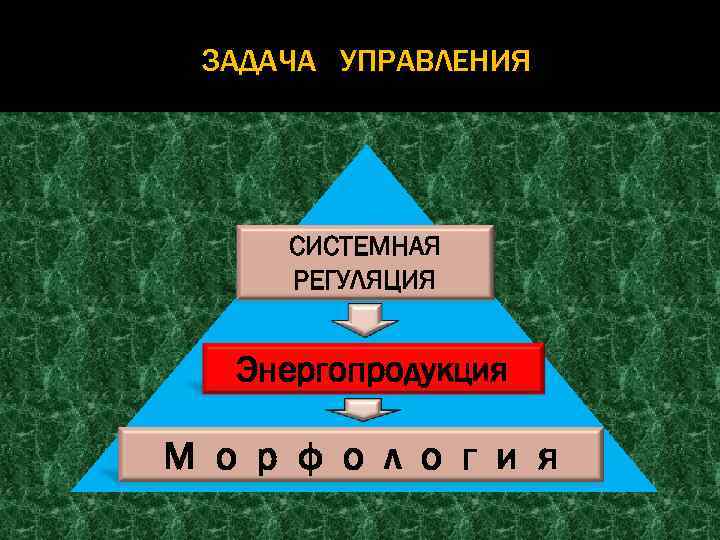 ЗАДАЧА УПРАВЛЕНИЯ СИСТЕМНАЯ РЕГУЛЯЦИЯ Энергопродукция М о р ф о л о г и