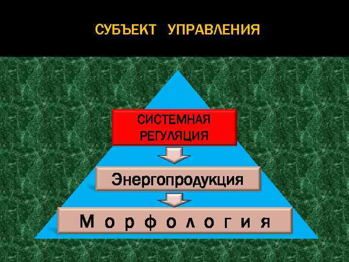 СУБЪЕКТ УПРАВЛЕНИЯ СИСТЕМНАЯ РЕГУЛЯЦИЯ Энергопродукция М о р ф о л о г и