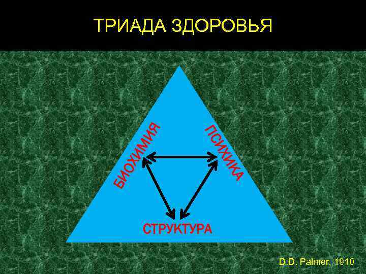 ОХ БИ А ИК ИХ ПС ИМ ИЯ ТРИАДА ЗДОРОВЬЯ СТРУКТУРА D. D. Palmer,