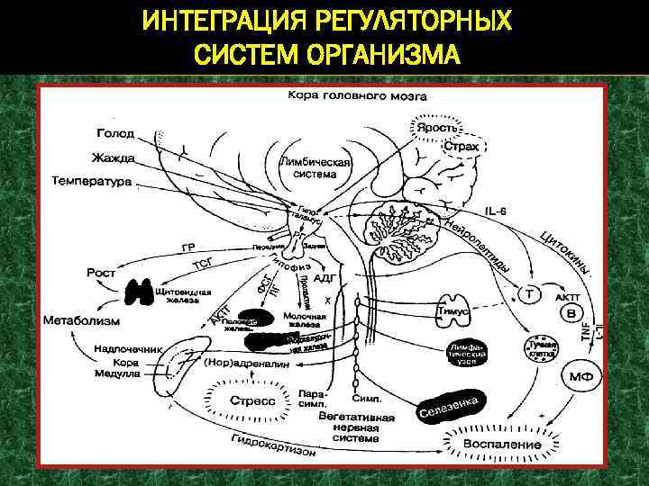 Регуляторная система человека