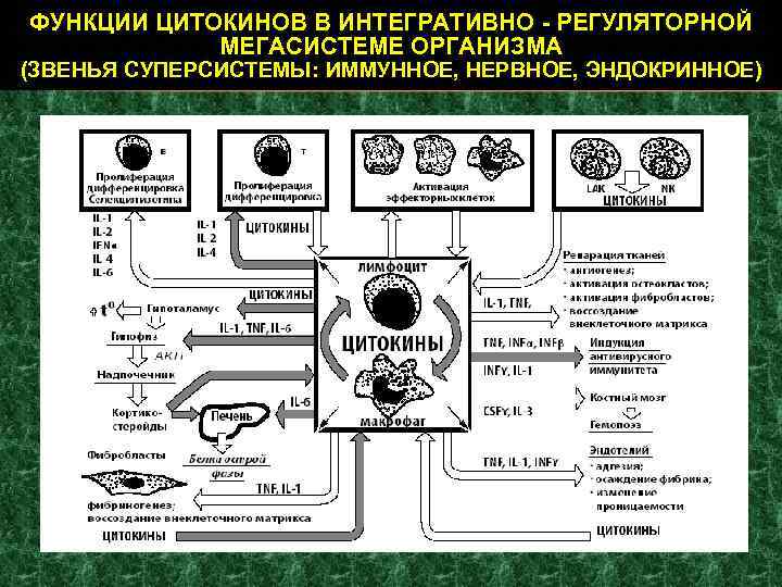 ФУНКЦИИ ЦИТОКИНОВ В ИНТЕГРАТИВНО - РЕГУЛЯТОРНОЙ МЕГАСИСТЕМЕ ОРГАНИЗМА (ЗВЕНЬЯ СУПЕРСИСТЕМЫ: ИММУННОЕ, НЕРВНОЕ, ЭНДОКРИННОЕ) 