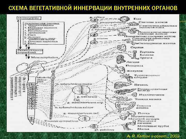 СХЕМА ВЕГЕТАТИВНОЙ ИННЕРВАЦИИ ВНУТРЕННИХ ОРГАНОВ А. Я. Катин и соавт. , 2002 