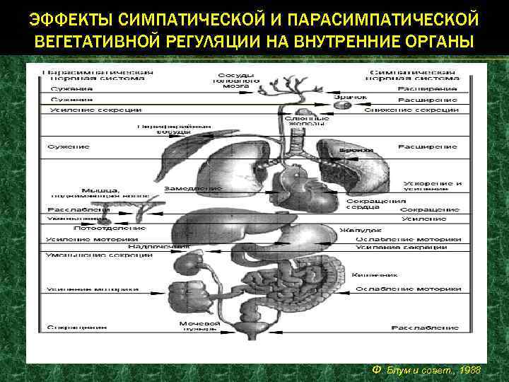 ЭФФЕКТЫ СИМПАТИЧЕСКОЙ И ПАРАСИМПАТИЧЕСКОЙ ВЕГЕТАТИВНОЙ РЕГУЛЯЦИИ НА ВНУТРЕННИЕ ОРГАНЫ Ф. Блум и соавт. ,