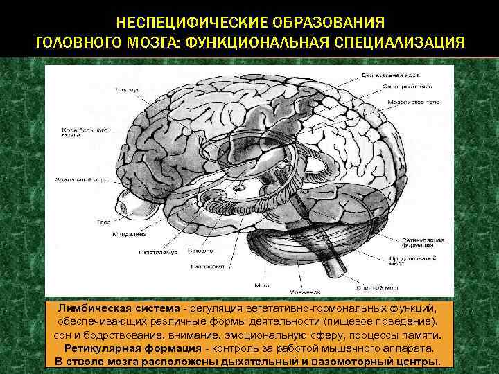 Образование головного мозга. Срединные структуры мозга. Неспецифические структуры мозга. Неспецифические структуры головного мозга. Специфические и неспецифические структуры мозга.