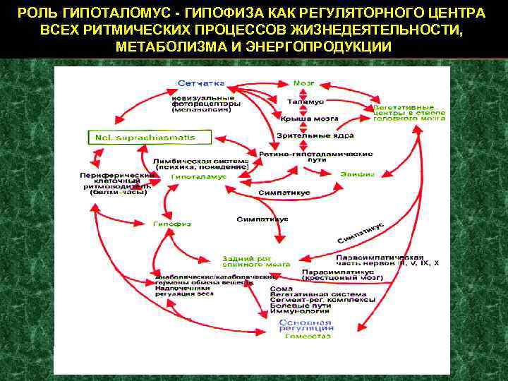 РОЛЬ ГИПОТАЛОМУС - ГИПОФИЗА КАК РЕГУЛЯТОРНОГО ЦЕНТРА ВСЕХ РИТМИЧЕСКИХ ПРОЦЕССОВ ЖИЗНЕДЕЯТЕЛЬНОСТИ, МЕТАБОЛИЗМА И ЭНЕРГОПРОДУКЦИИ