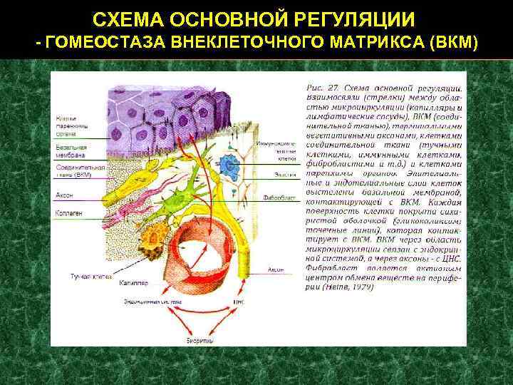 СХЕМА ОСНОВНОЙ РЕГУЛЯЦИИ - ГОМЕОСТАЗА ВНЕКЛЕТОЧНОГО МАТРИКСА (ВКМ) 