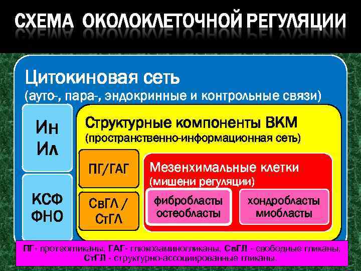 Цитокиновая сеть (ауто-, пара-, эндокринные и контрольные связи) Ин Ил Структурные компоненты ВКМ (пространственно-информационная