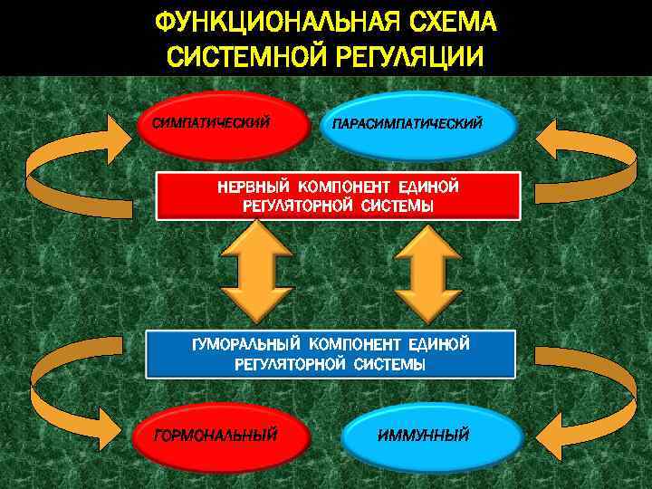 ФУНКЦИОНАЛЬНАЯ СХЕМА СИСТЕМНОЙ РЕГУЛЯЦИИ СИМПАТИЧЕСКИЙ ПАРАСИМПАТИЧЕСКИЙ НЕРВНЫЙ КОМПОНЕНТ ЕДИНОЙ РЕГУЛЯТОРНОЙ СИСТЕМЫ ГУМОРАЛЬНЫЙ КОМПОНЕНТ ЕДИНОЙ