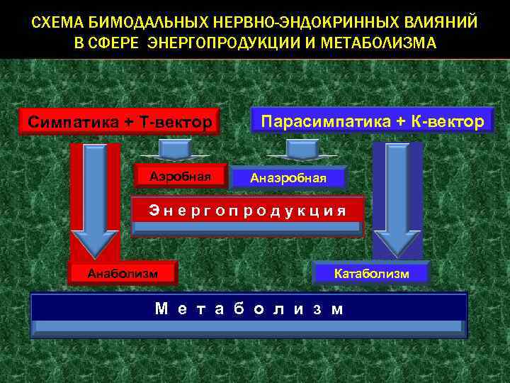 СХЕМА БИМОДАЛЬНЫХ НЕРВНО-ЭНДОКРИННЫХ ВЛИЯНИЙ В СФЕРЕ ЭНЕРГОПРОДУКЦИИ И МЕТАБОЛИЗМА Симпатика + Т-вектор Аэробная Парасимпатика