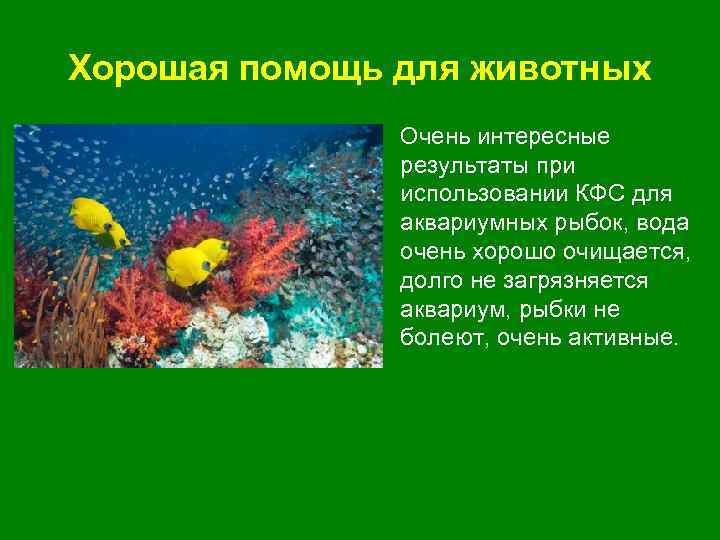 Хорошая помощь для животных • Очень интересные результаты при использовании КФС для аквариумных рыбок,