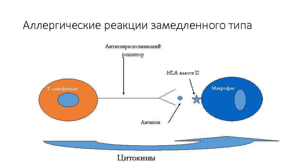 Аллергические реакции замедленного типа Антигенраспознающий рецептор HLA класса II Макрофаг Т-лимфоцит Антиген Цитокины 