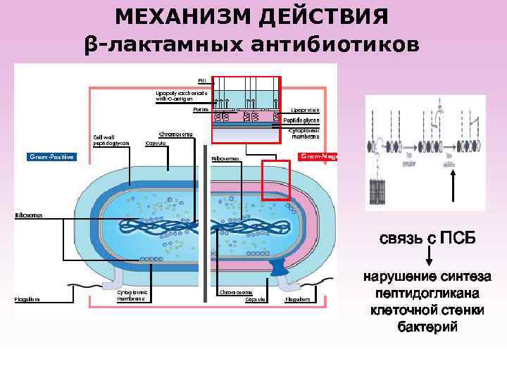 Механизм нарушения синтеза клеточной стенки