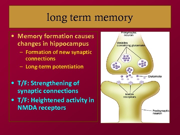 long term memory • Memory formation causes changes in hippocampus – Formation of new