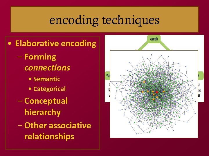 encoding techniques • Elaborative encoding – Forming connections • Semantic • Categorical – Conceptual
