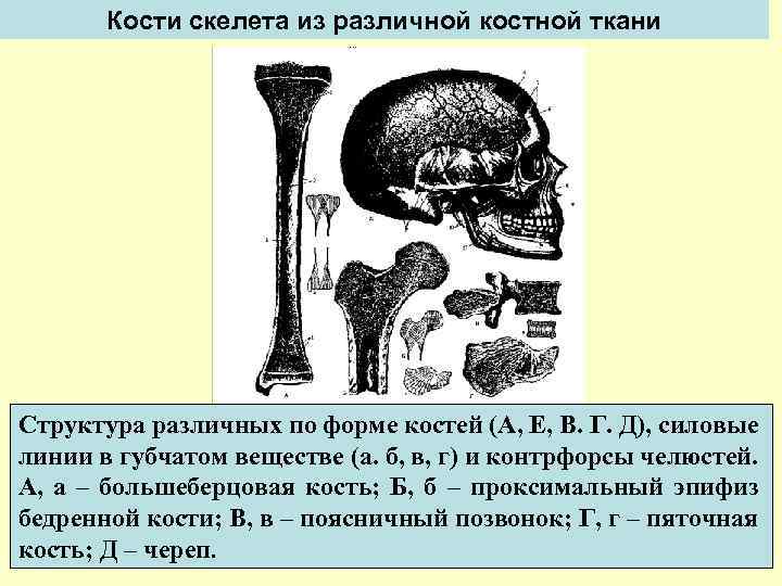 Кости скелета из различной костной ткани Структура различных по форме костей (А, Е, В.