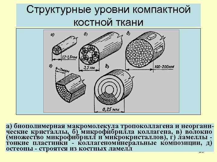Структурные уровни компактной костной ткани а) биополимерная макромолекула тропоколлагена и неорганические кристаллы, б) микрофибрилла