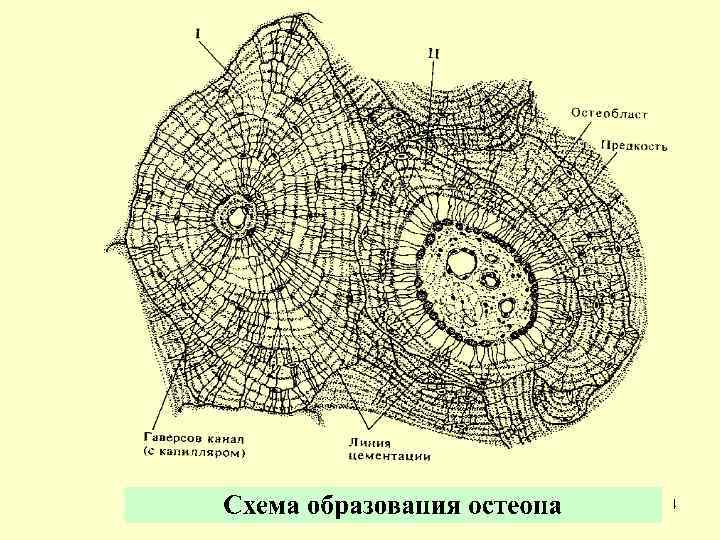 Схема образования остеона 24 
