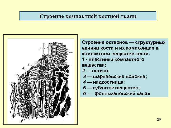 Строение компактной костной ткани Строение остеонов — структурных единиц кости и их композиция в