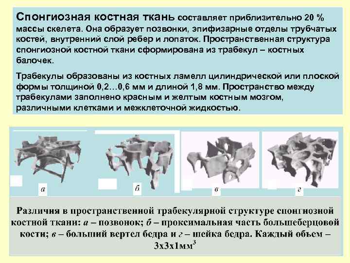 Спонгиозная костная ткань составляет приблизительно 20 % массы скелета. Она образует позвонки, эпифизарные отделы