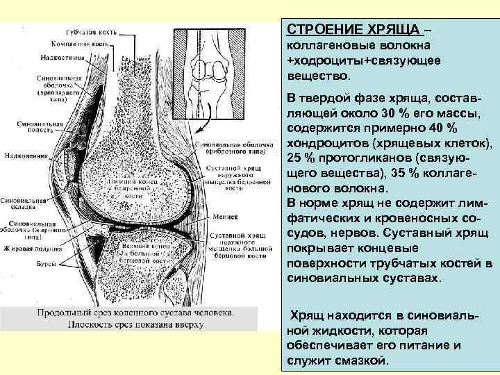 СТРОЕНИЕ ХРЯЩА – коллагеновые волокна +ходроциты+связующее вещество. В твердой фазе хряща, составляющей около 30