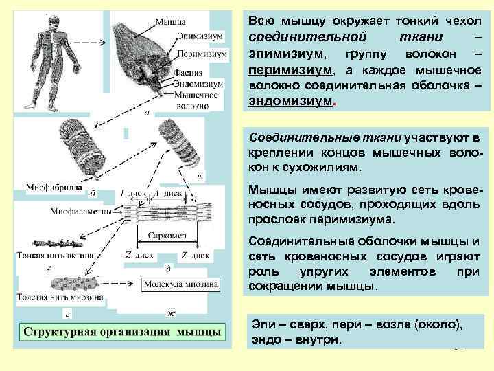 Всю мышцу окружает тонкий чехол соединительной ткани – эпимизиум, группу волокон – перимизиум, а