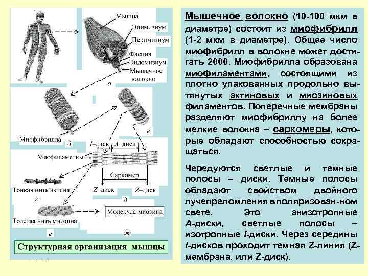 Мышечное волокно (10 -100 мкм в диаметре) состоит из миофибрилл (1 -2 мкм в