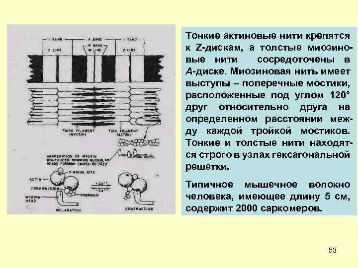 Тонкие актиновые нити крепятся к Z-дискам, а толстые миозиновые нити сосредоточены в А-диске. Миозиновая